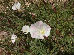 Calystegia longipes