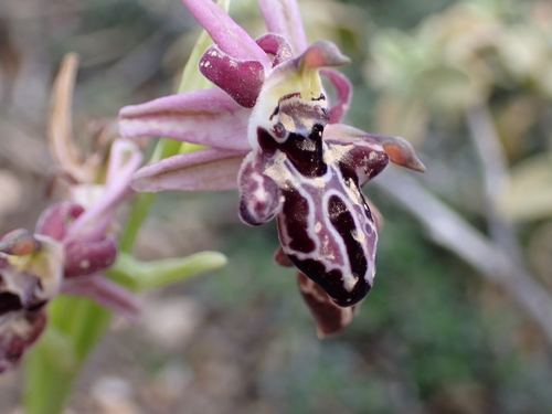 Image of Ophrys cretica by (c) Elias, some rights reserved (CC BY)