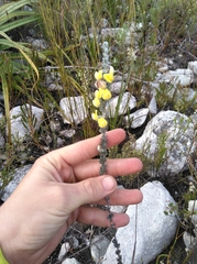 Aspalathus caledonensis