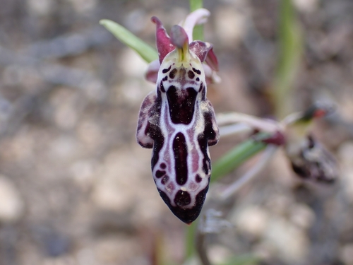Image of Ophrys cretica by (c) Elias, some rights reserved (CC BY)