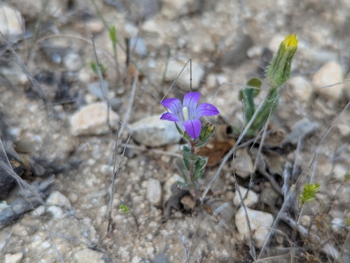 Image of Campanula rhodensis by (c) Elias, some rights reserved (CC BY)