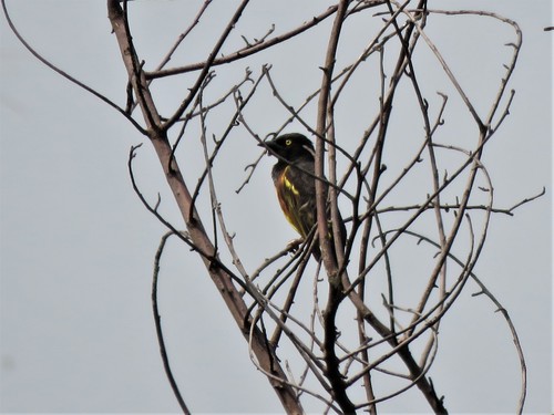 Weyns's Weaver (Ploceus weynsi), photo 5
