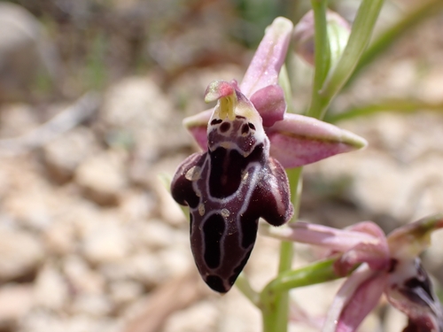 Image of Ophrys cretica by (c) Elias, some rights reserved (CC BY)