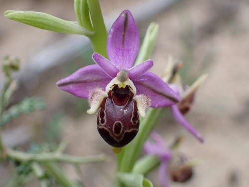 Calypso Bee Orchid (Ophrys calypsus)