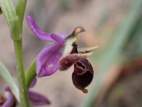 Image of Ophrys calypsus by (c) Elias, some rights reserved (CC BY)