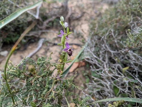 Image of Ophrys calypsus by (c) Elias, some rights reserved (CC BY)
