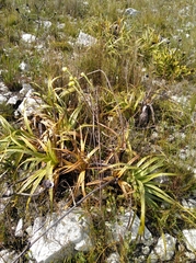 Lachnaea aurea