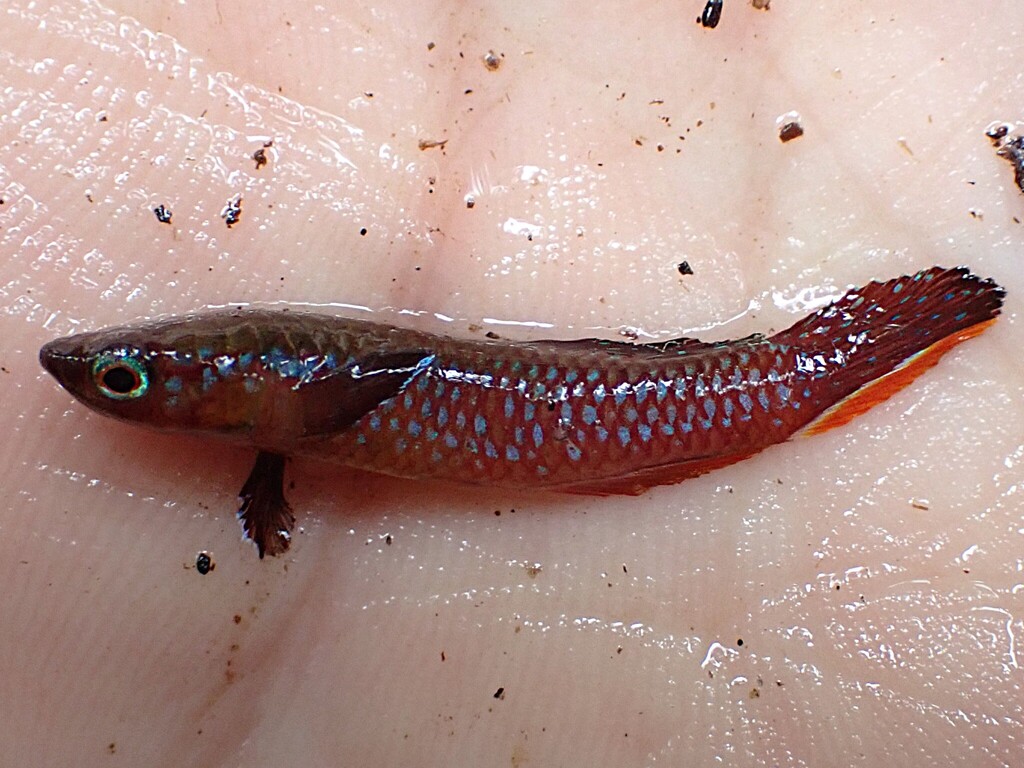Aphyosemion georgiae — Nothobranchiidae