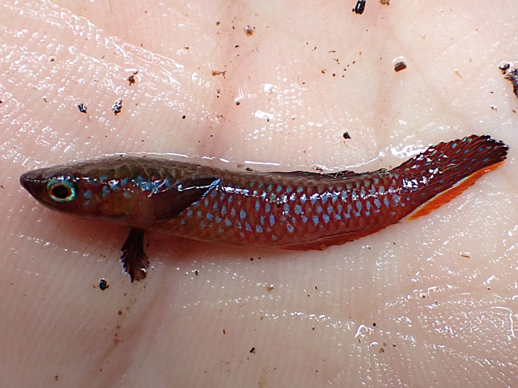 Diapteron georgiae