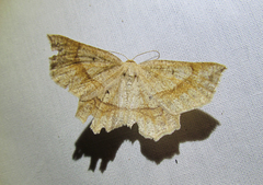 Euchlaena marginaria
