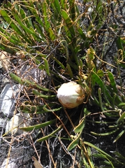 Protea aspera