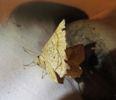 Euchlaena marginaria