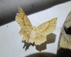 Euchlaena marginaria