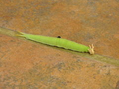 Opsiphanes boisduvallii