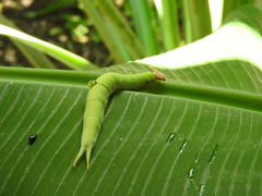 Opsiphanes boisduvallii