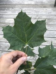 Acer platanoides