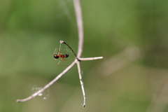 Neottiura bimaculata