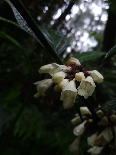Gomphostemma javanicum observed 2025-04-03