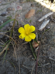 Moraea galaxia