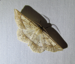 Euchlaena marginaria