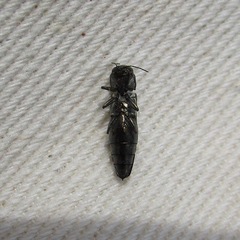 Agrilus bilineatus