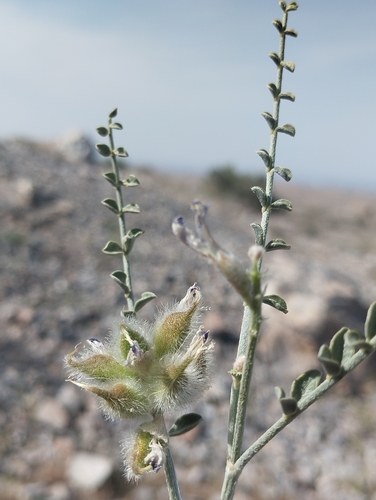 Astragalus ammotrophus