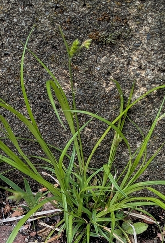 Carex leucochlora iNat (3)