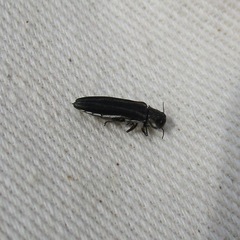 Agrilus bilineatus