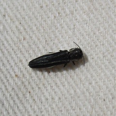 Agrilus bilineatus