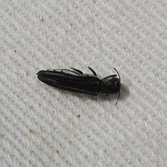 Agrilus bilineatus
