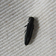 Agrilus bilineatus