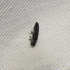 Agrilus bilineatus