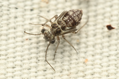 Mesopsocus unipunctatus photo 6