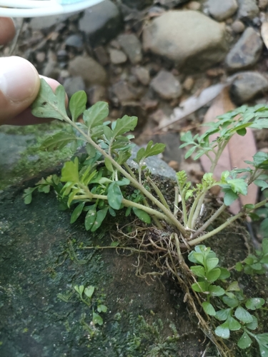 Image of Salvia pygmaea by no rights reserved