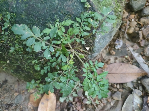Image of Salvia pygmaea by no rights reserved