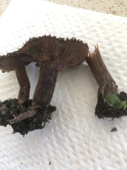 Lepista fibrosissima