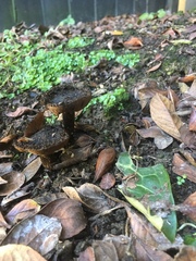 Lepista fibrosissima