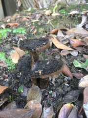 Lepista fibrosissima