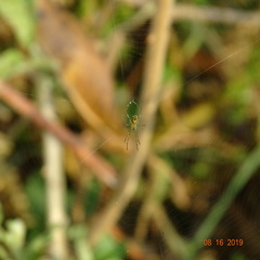 Leucauge argyrobapta