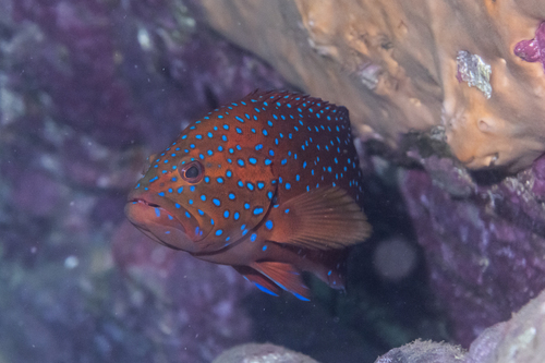 Photo of Coral grouper (Cephalopholis miniata)
