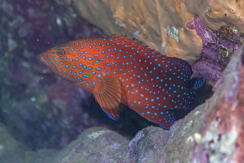 Photo of Coral grouper (Cephalopholis miniata)