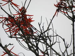 Erythrina rubrinervia