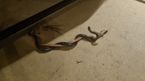 Eastern Small-eyed Snake sighting