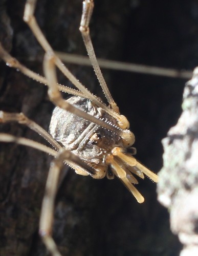 European Harvestman photo 3