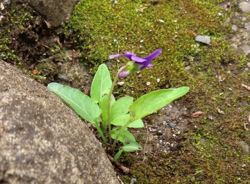 Image of Viola philippica by (c) mami_t_t, some rights reserved (CC BY)