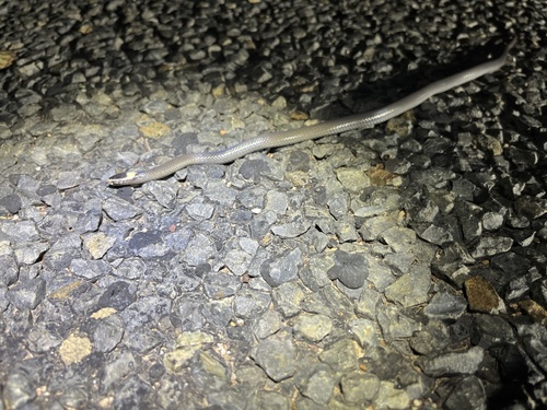 White-crowned Snake sighting