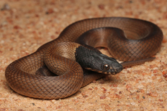 Lake Cronin Snake photo 1