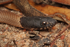 Lake Cronin Snake photo 3