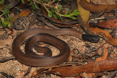 Lake Cronin Snake photo 2