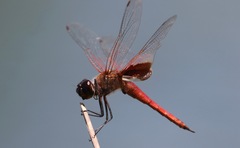 Tramea insularis